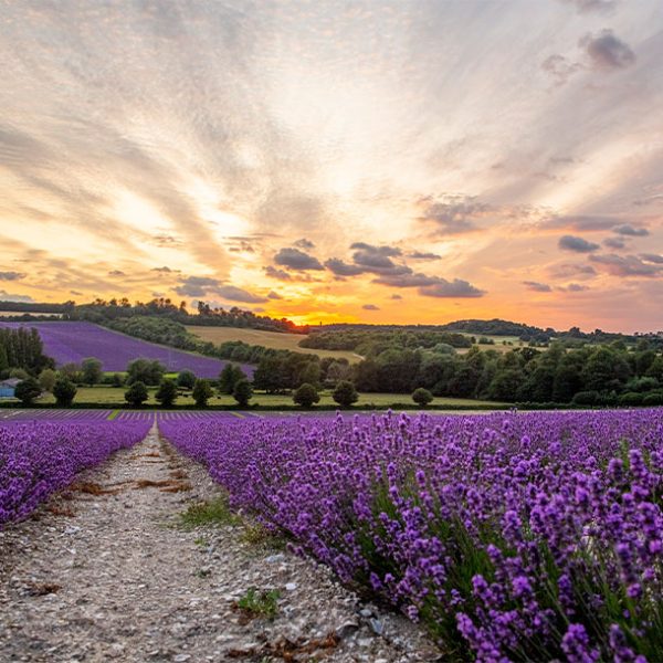 lavender Fields